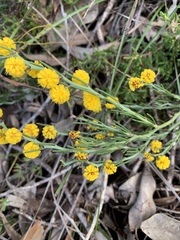 Acacia teretifolia