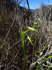 Gilliesia cuspidata