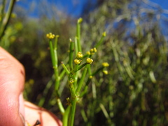 Gymnophyton