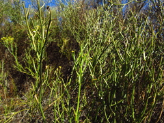 Gymnophyton