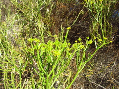 Gymnophyton