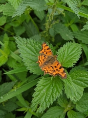 Polygonia c-album