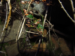 Cheilanthes hypoleuca