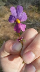 Nemesia pageae