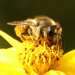Megachile