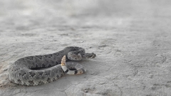 Crotalus scutulatus