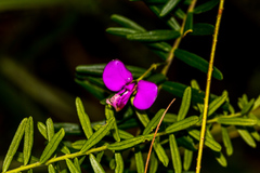 Polygala gazensis