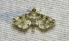 Sufetula diminutalis