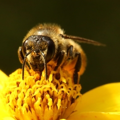 Megachile