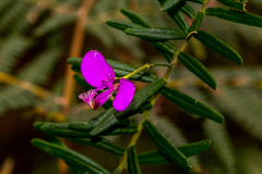 Polygala gazensis