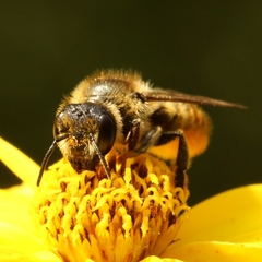 Megachile