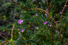 Polygala gazensis