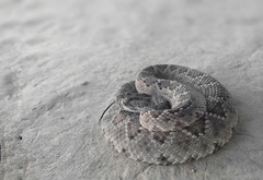 Crotalus scutulatus