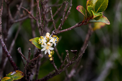 Pseudoscolopia polyantha