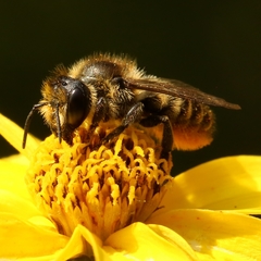 Megachile