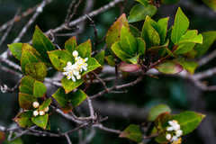 Pseudoscolopia polyantha