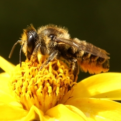 Megachile