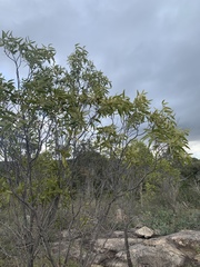 Santalum acuminatum