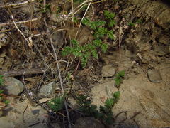 Cheilanthes hypoleuca