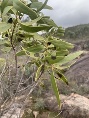Santalum acuminatum