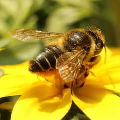 Megachile