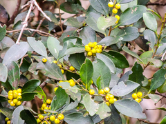 Robsonodendron eucleiforme