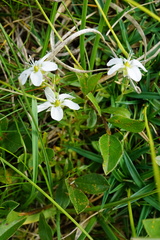 Arenaria ciliata