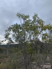 Santalum acuminatum