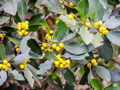 Robsonodendron eucleiforme