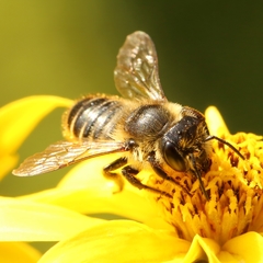 Megachile