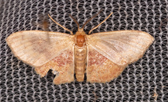 Leptostales ferruminaria