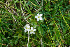 Arenaria ciliata