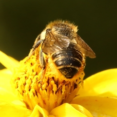 Megachile