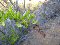 Escallonia illinita