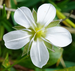 Arenaria ciliata