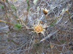 Plectocephalus chilensis