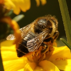 Megachile