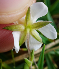 Arenaria ciliata