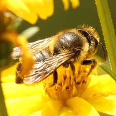 Megachile