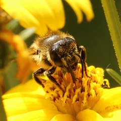 Megachile