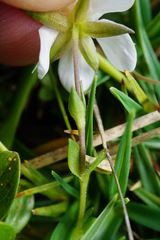 Arenaria ciliata