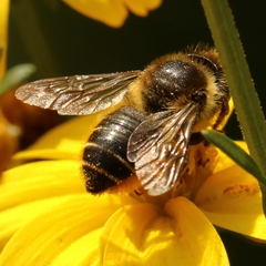Megachile