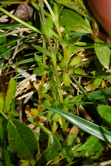 Arenaria ciliata