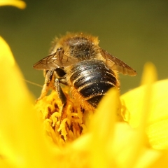 Megachile