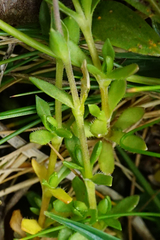 Arenaria ciliata