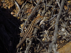 Liolaemus pseudolemniscatus