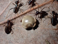 Phobaeticus serratipes