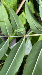 Meconema thalassinum