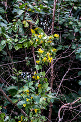 Senecio macroglossoides