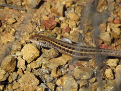 Liolaemus pseudolemniscatus
